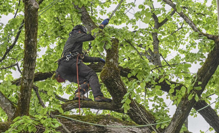 Ein Baumpfleger klettert durch die Krone einer hundertjährigen Linde und entfernt tote Äste | © W. Rothermel, Imago Images