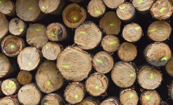 Die Rekordpreise für Fichensägerundholz dürften im dritten Quartal deutlich sinken | © M. Kubatta-Große