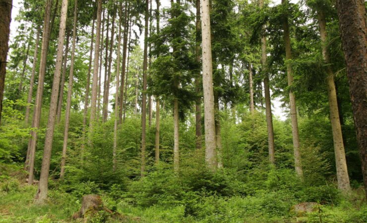 Nicht zuletzt den Waldumbau hin zu mehr klimastabilen Mischbeständen treiben die Bayerischen Staatsforsten weiter voran. | © BaySF