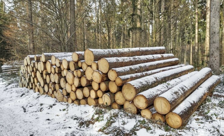In Nordrhein-Westfalen wurden Ende 2022 kaum neue Abschlüsse für Sägerundholz getätigt. | © M. Kubatta-Große