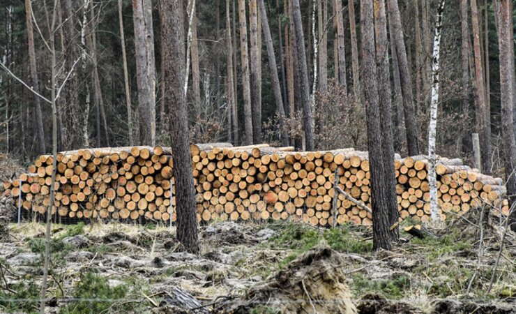 Die Preise für Sägerundholz in Ostdeutschland sind stabil bis steigend. Immer öfter kommen auch 
Anfragen von Abnehmern in Polen und 
Tschechien | © M. Kubatta-Große