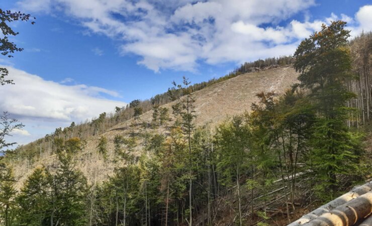 Die anhaltende Trockenheit der letzten Jahre hat die Fichten geschwächt, sodass Borkenkäfer wie hier im Harz leichtes Spiel hatten | © J. Fischer