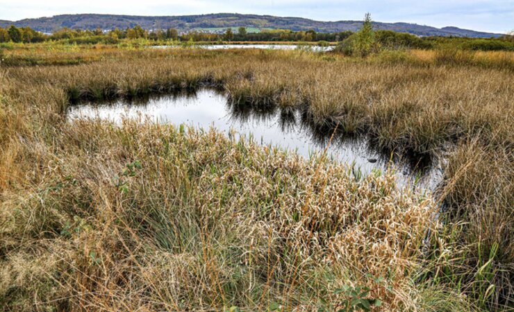 Der Bund Deutscher Forstleute schlägt das Große Torfmoor bei Lübbecke als Teil eines grenzüberschreitenden Moor-Nationalparks vor | © Imago / Rüdiger Wölk