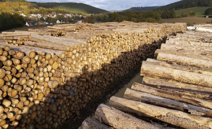 Sturm, Käfer und lahmende Holznachfrage: Aus diesen Gründen haben BaySF und ForstBW ihren Frischholzeinschlag gedrosselt. Hier ein Käferholz-Trockenlager im Frankenwald | © M. Kubatta-Große