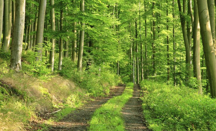 Buchenwald im Frühling | © imago images/Andreas Vitting