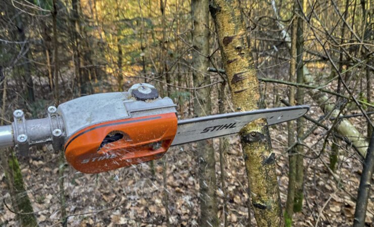 Bei der Mischwuchsregulierung lässt sich die Pflegesäge mit der 30-cm-Schiene gut einsetzen | © C. Hesebeck