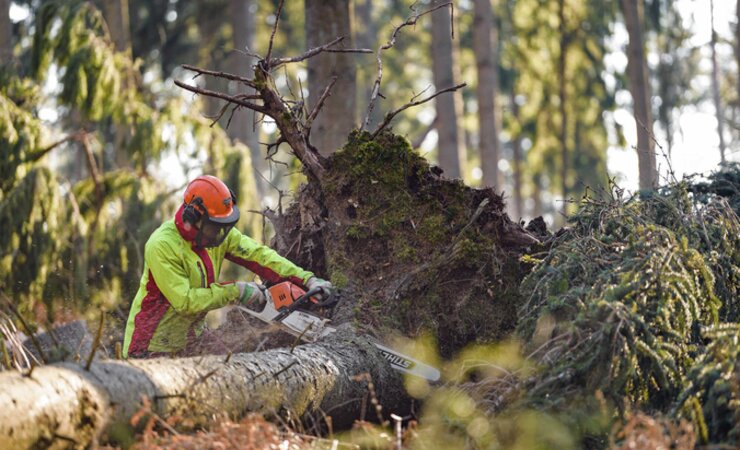 Ein Forstwirt bei der Schadholzernte | © picture alliance/dpa