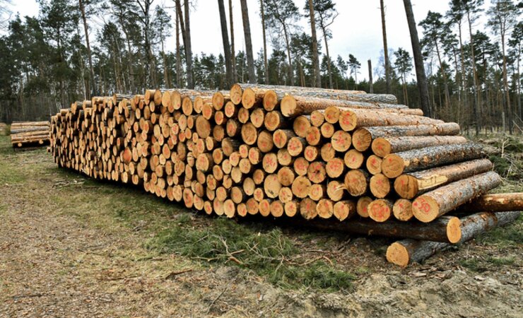 Wegen des nässebedingten Holzmangels fast überall steigt die Nachfrage im trockenen Brandenburg | © M. Kubatta-Große