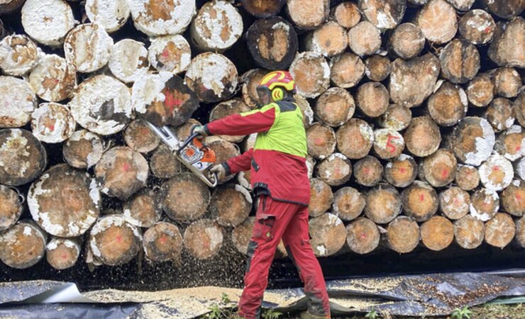 Ein Forstwirt sägt die Kopfenden der Stämme ab, um die Holzqualität begutachten zu können | © Malin Schneider-Pluppins/Wald und Holz NRW