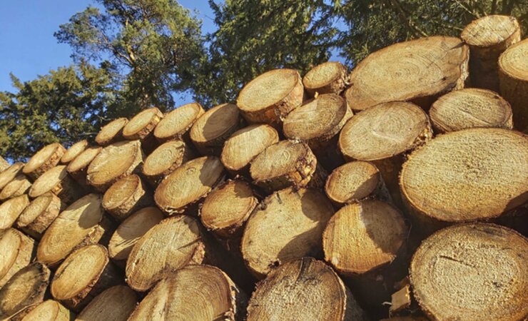 In Schleswig-Holstein wird Fichtensägerundholz trotz Bauflaute rege nachgefragt | © M. Kubatta-Große