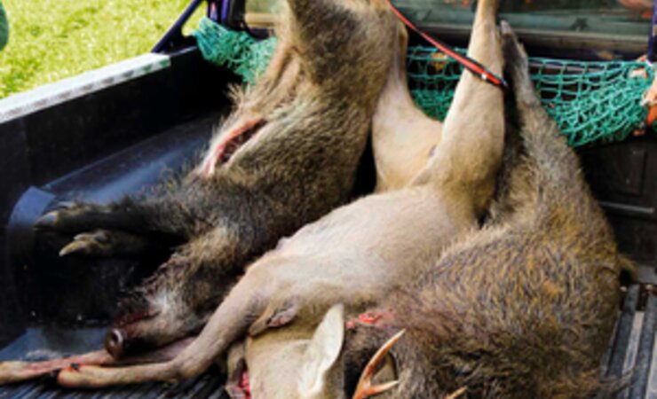 Wie befürchtet: Die Freigabe von männlichem Rehwild war erst der Anfang. | © CS