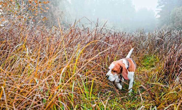 In Mecklenburg-Vorpommern wurdn bislang 12 Fallwildsuchhunde ausgebildet. | © Igor Normann - stock.adobe.com