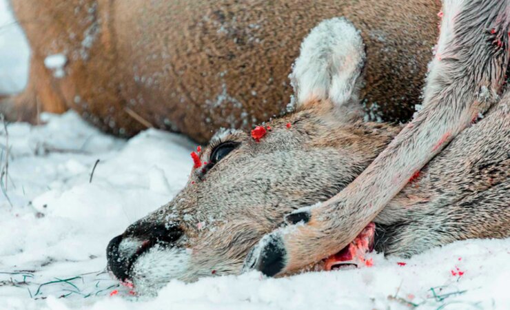 Beide Rehe wiesen Laufschüsse auf und mussten erlöst werden (Symbolbild). | © sackart - stock.adobe.com