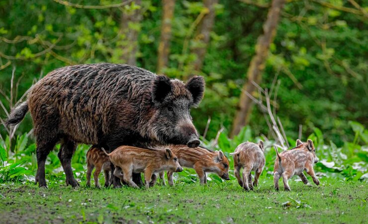Die „weiße Zone“ könnte dauerhaft frei von Schwarzwild bleiben. | © Randy van Domselaar - stock.adobe.com