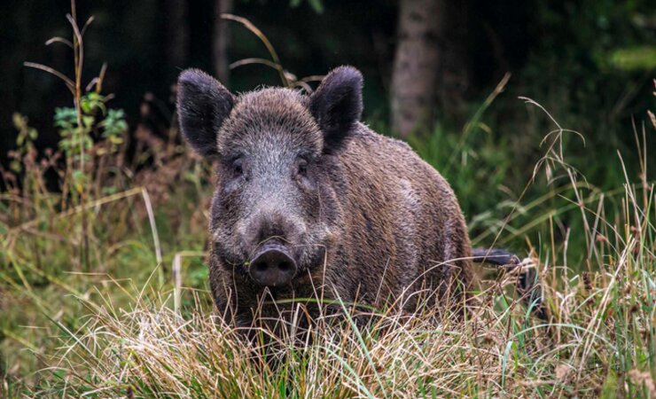 Sachsen-Anhalt zahlt eine Erlegunsprämie für Schwarzwild – ausgenommen führende Bachen. Die Prämie gilt auch rückwirkend bis 1. Januar 2021. | © Erich Marek
