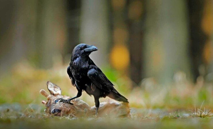 Rabe an Bastbock. | © ondrejprosicky - stock.adobe.com