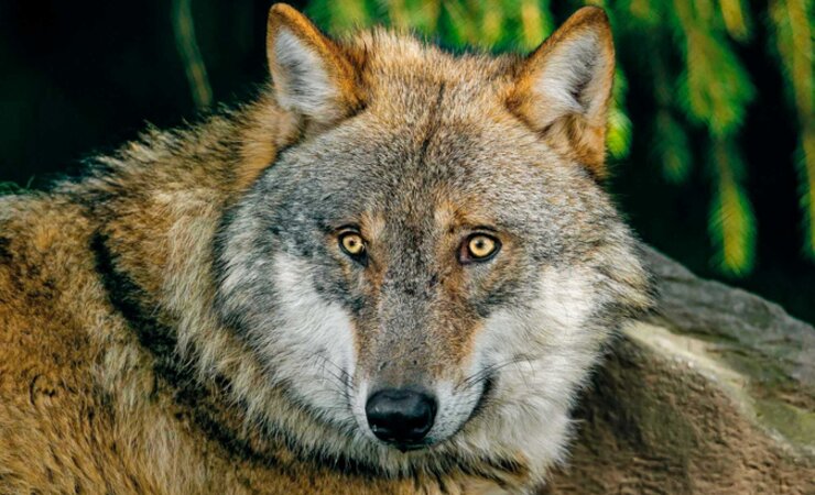 Weil ein Wolf während einer Bewegungsjagd Jagdhunde angefallen hatte, wurde er erlegt. Nun stand der Schütze in Potsdam vor Gericht. | © Erich Marek