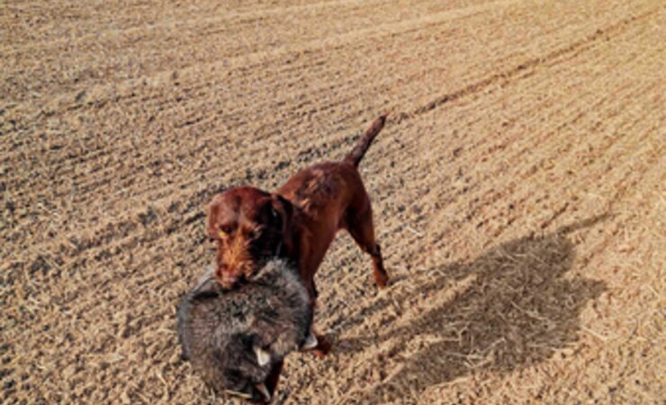 Stolzer Vorstehhund: Pudelpointer „Anka“ mit ihrer Beute. | © Peter Sprenger