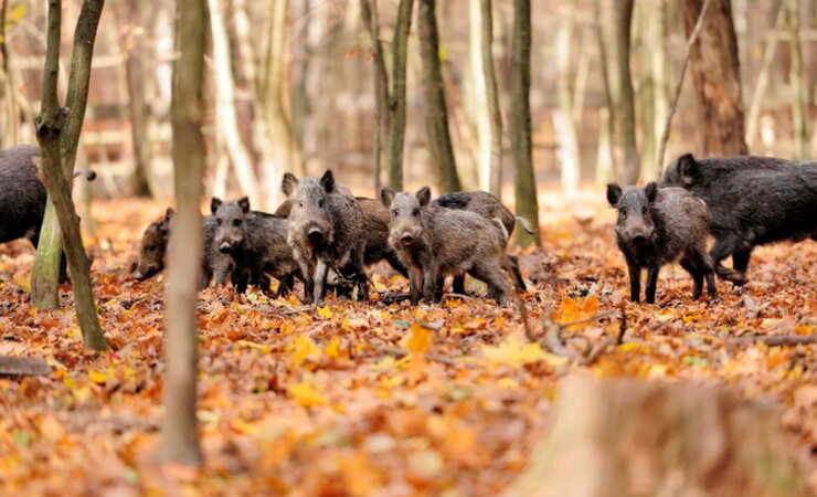 Mittlerweile gibt es in Deutschland über 2.600 ASP-Fälle beim Schwarzwild. | © byrdyak - stock.adobe.com
