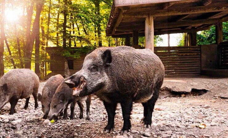 Noch ist unklar, ob die Wildschweine im Gehege getötet werden müssen. | © M.Dörr &amp; M.Frommherz - stock.adobe.com