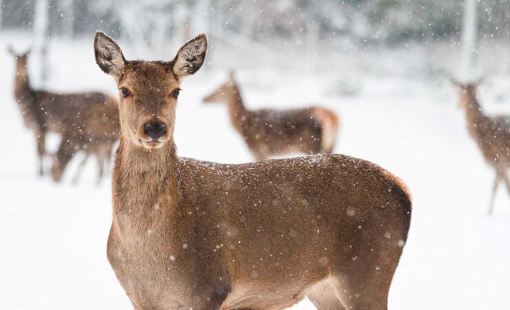 Unser Wild braucht Rückzugsmöglichkeiten im Winter. | © E. Zacherl - stock.adobe.com