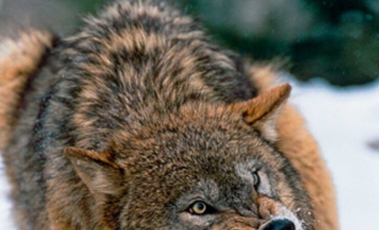 © David Welling/naturepl.com