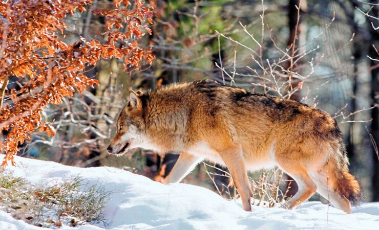 Der Wolf gehört zu den besonders geschützten Arten. | © Erich Marek