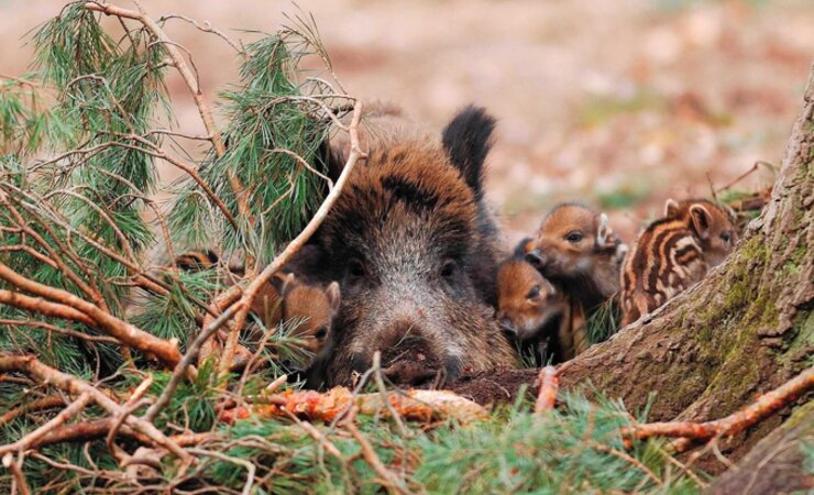 In großer Gefahr: unser heimisches Schwarzwild. | © Naturfoto Schilling