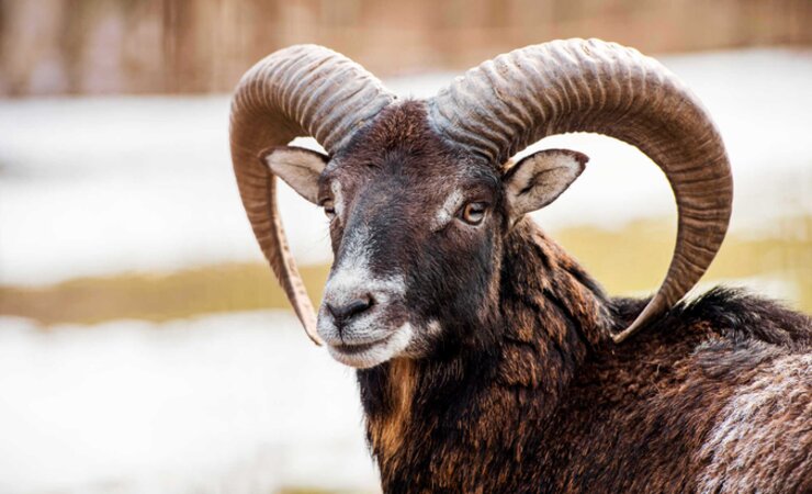 Im Salzlandkreis wurde Anfang Januar ein Widder gewildert. (Symbolbild) | © Sieg-Fotografie – stock.adobe.com