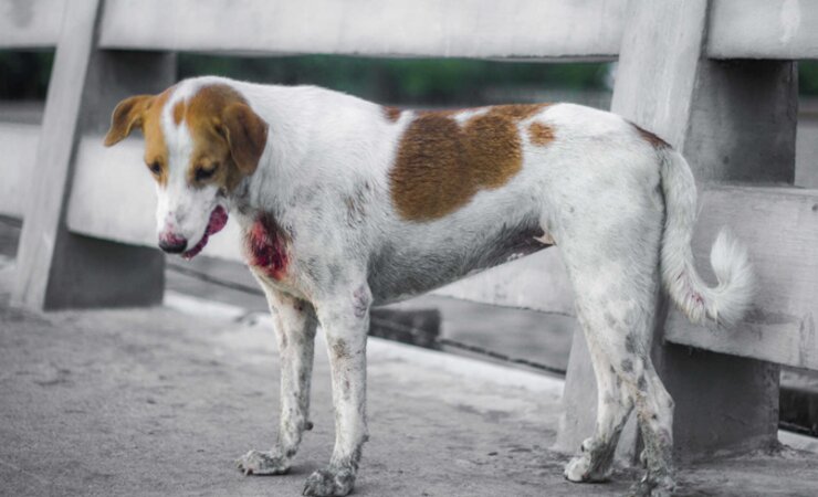 Für den Hund als „Eindringling“ kann die Konfrontation mit Wölfen tödliche Konsequenzen haben. | © BillionBobbie - stock.adobe.com