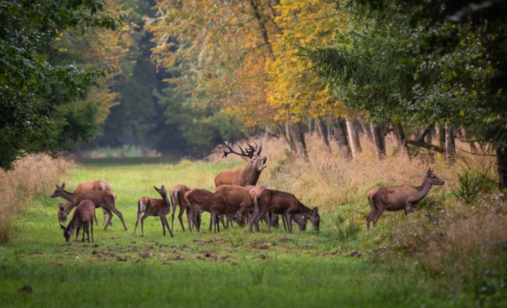 Zu Verbiss gehendes Wild „medikamentös einregulieren“ - diesen Gedanken hegen Mitarbeiter des Landesbetriebs Forst Brandenburg. | © ©jmw - stock.adobe.com