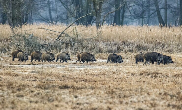 Hahn in Ruh: Landesforst und Oberste Jagdbehörde versprechen sich mit der Fangjagd auf Schwarzwild größere Erfolge. | © ©Bomenius - stock.adobe.com