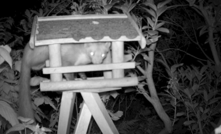 Die ausgelegten Erdnüsse waren für diesen Marder ein gefundenes Fressen. | © Britta Kröll