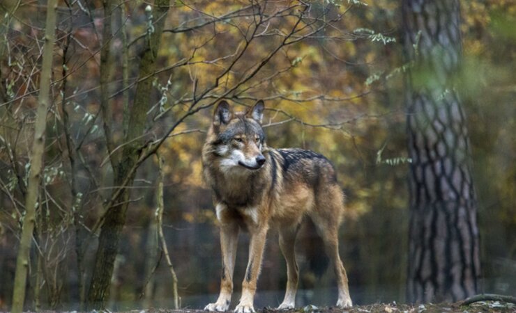 Brandenburg hat die höchste Wolfsdichte weltweit. | © www.knips-mal.de – stock.adobe.com