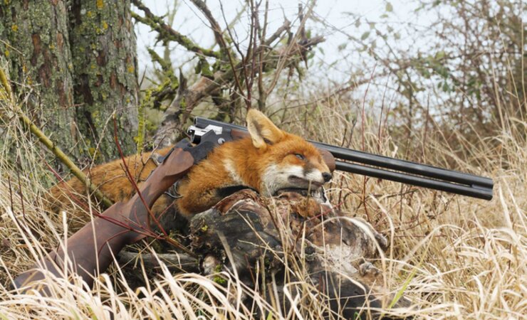 Regungsloses Verharren, wie bei der Baujagd auf Reineke, ist dank des geringen Gewichts der Flinte länger möglich. | © Rasso Walch