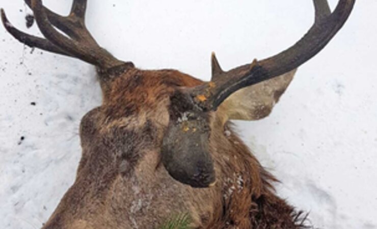 Kurz entschlossen den beeinträchtigten Hirsch erlöst – und eine Lebenstrophäe gewonnen. | © Thomas Bochynski