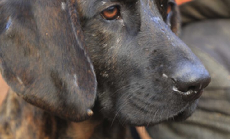 Schweißhund. | © CS