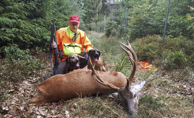 Schweißhundführer Christian Dohr mit seinen BGS an einem gefundenen Hirsch. | © Anna L. Kaufmann