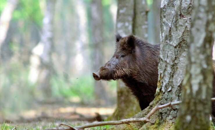 Im Landkreis Oberspreewald-Lausitz wurde kürzlich die ASP nachgewiesen. | © Nicolas Larento- adobe