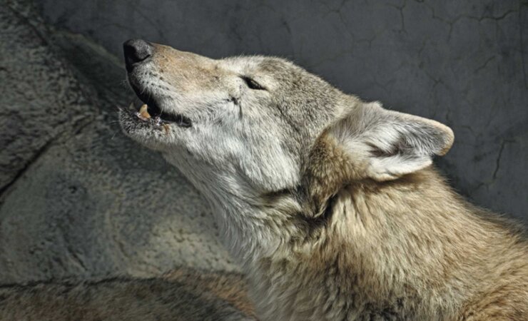Wölfe kommen in vielen Kontinenten und Lebensräumen vor. Hier ein heulender Tibet-Wolf. | © Nagara - stock.adobe.com