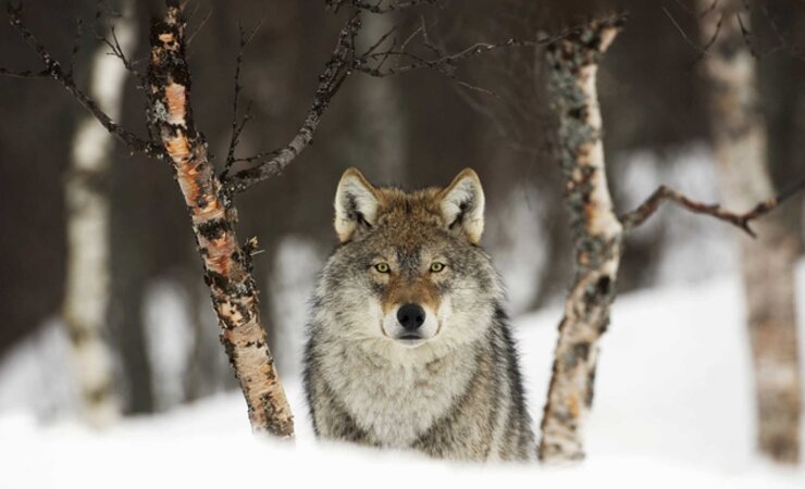 © ©Mark Hamblin - imago-images.de