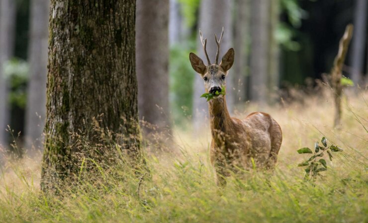 Fressen Rehe wirklich unseren Wald auf? | © Karel Smilek - stock.adobe.com
