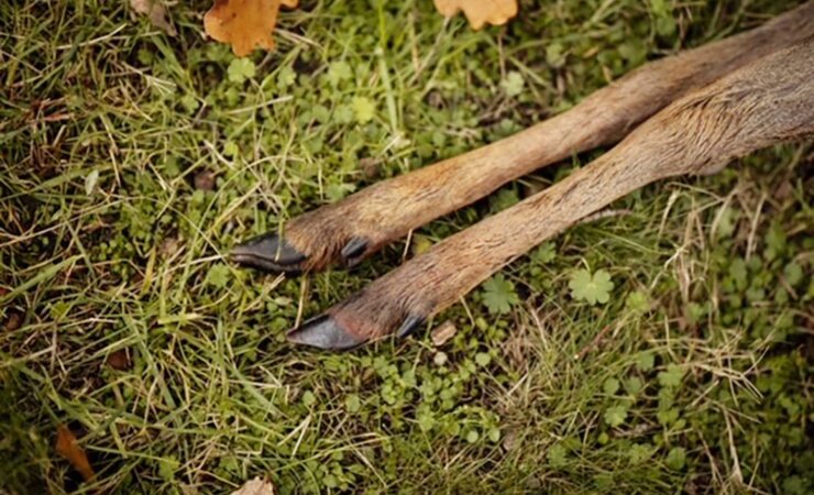 Ein Bockkitz war das erste Jagderlebnis für Mutter und ungeborene Tochter. | © (Symbolfoto) EM