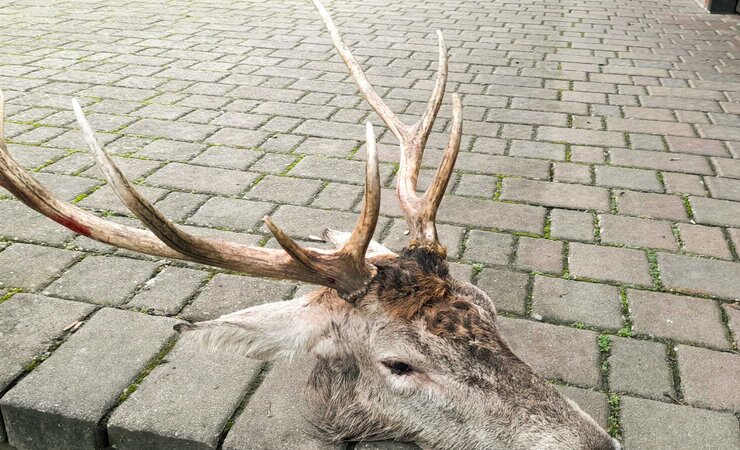 Beim Versorgen des Hirsches verletzte sich der Jäger schwer. | © Reinhard Schmidt