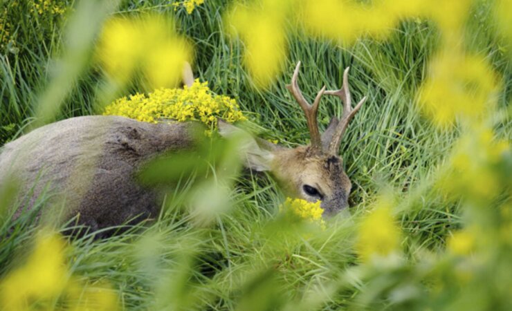 Diesen mehrjährigen Sechser durfte der Autor bei Freunden erlegen. | © Phil Kahrs