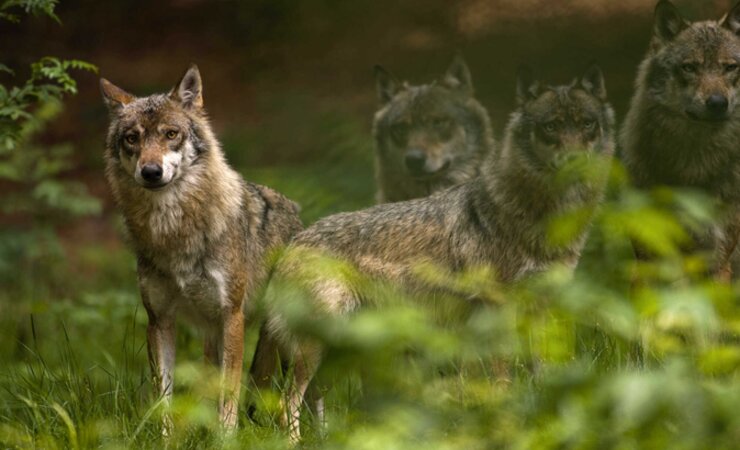 © ©imagebroker - imago-images.de