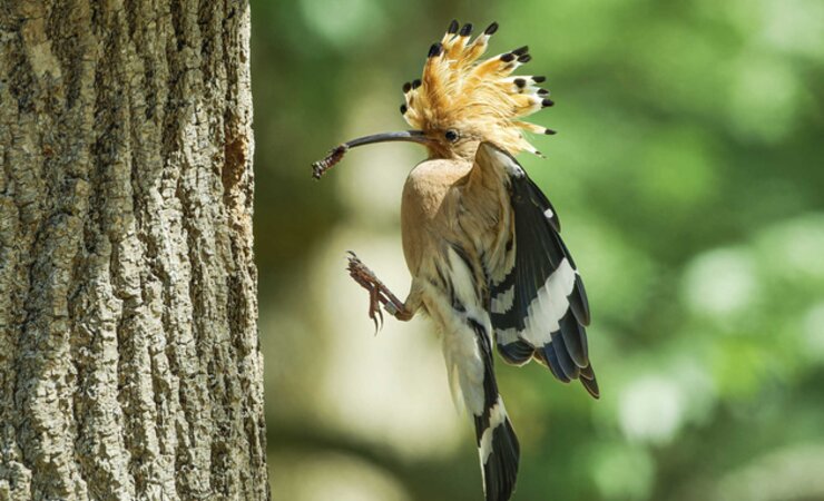 Willkommener Gast mit schickem Kopfschmuck. | © Cordula Kramer
