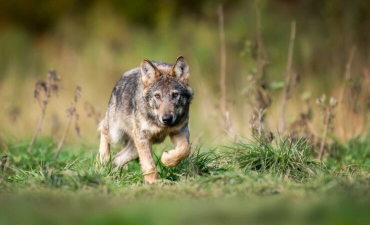 Der Wolf war mehrfach gesichtet worden (Symbolbild). | © Piotr Krzeslak - stock.adobe.com
