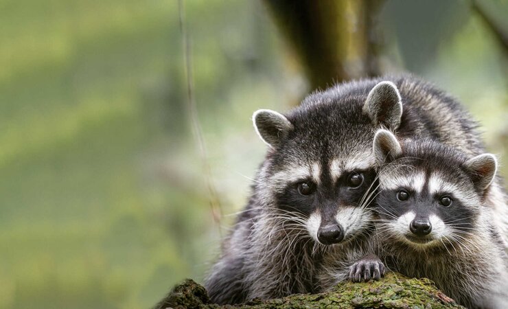 Waschbären weisen sehr enge Mutter-Kind-Bindungen auf. | © David - stock.adobe.com