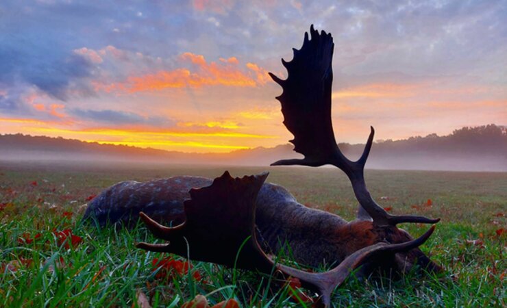 Stimmungsvoll: Ein reifer Hirsch im ersten Sonnenlicht. | © Name